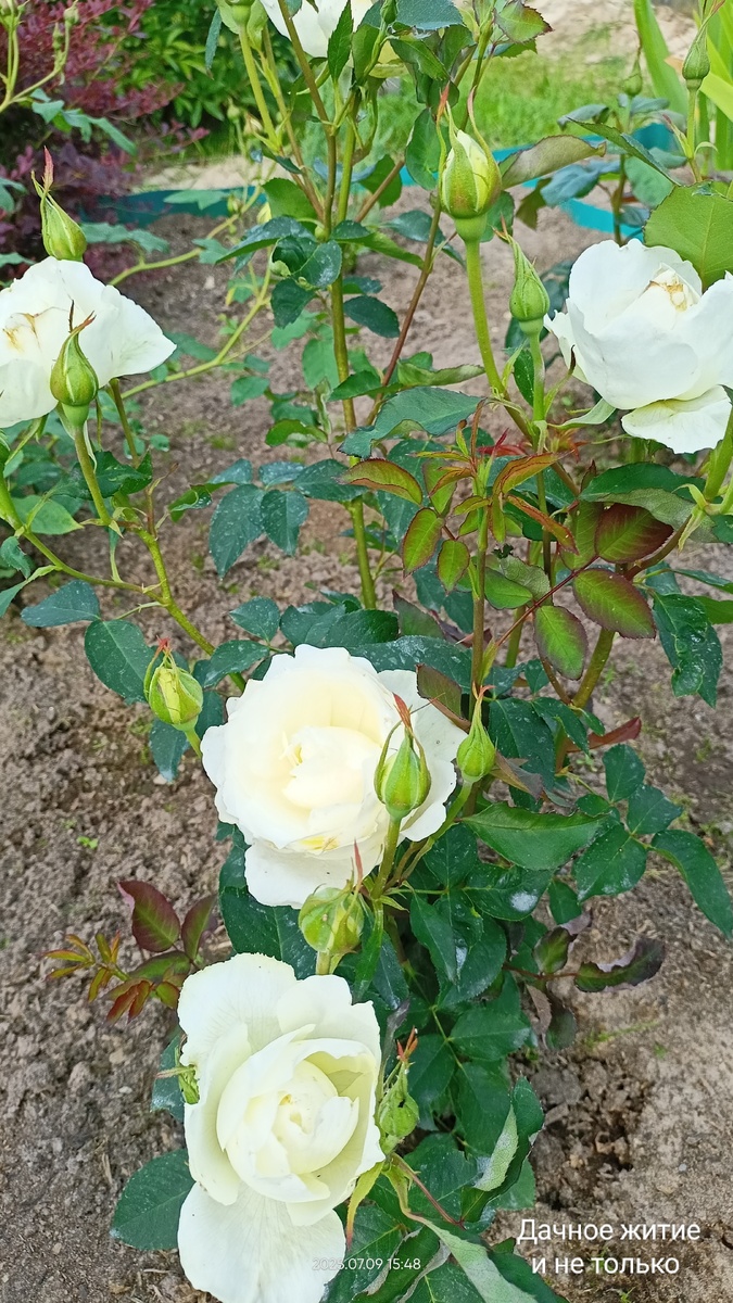 Фото автора. Белая Симфония в начале цветения