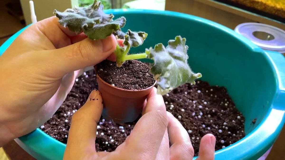 когда, как и в какой грунт пересаживать фиалку, чтобы она цвела круглый год