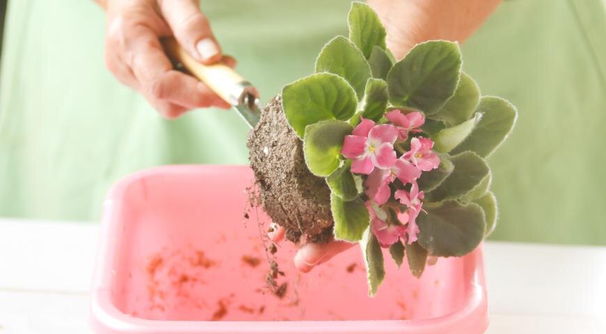 Зачем и огда пересаживать фиалку. Топ - 5 важных причин