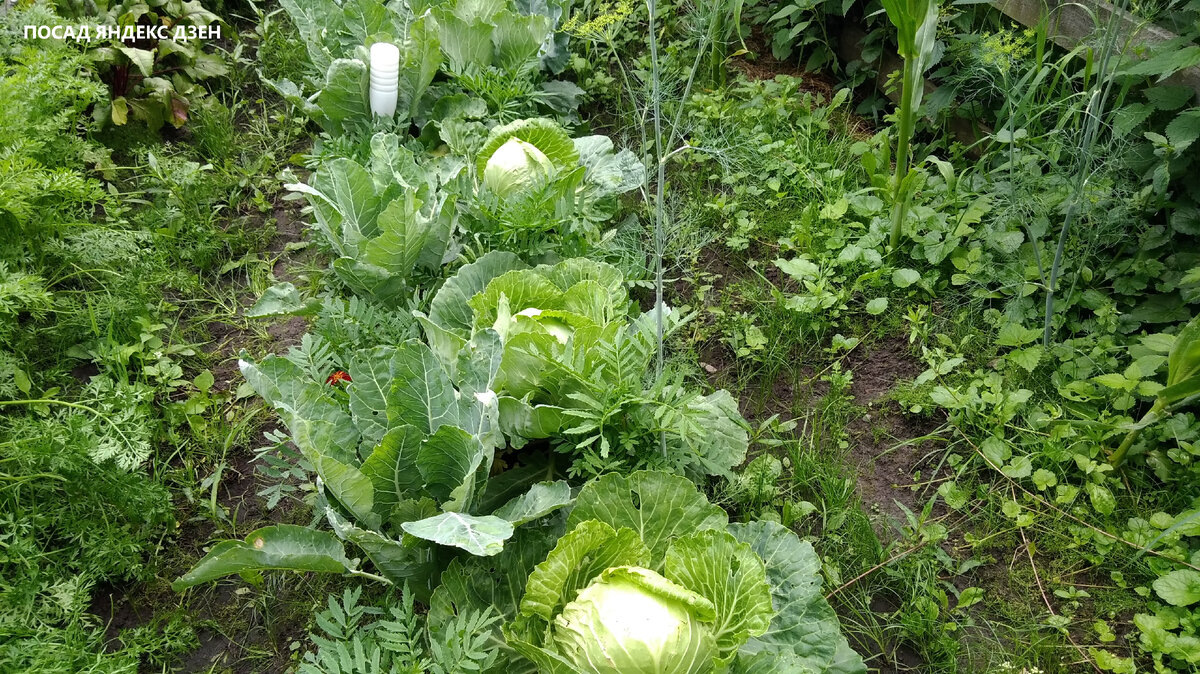 Кочанная капуста подзимней посадки. Рассада, естественно была пересажена весной. Цветную и бархатцы сеяла весной под плёнку. 