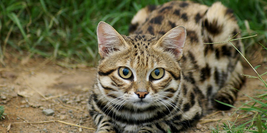 🐱Чем отличаются «домашние кошки» от «диких кошек»? Чем питаются дикие кошки в дикой природе