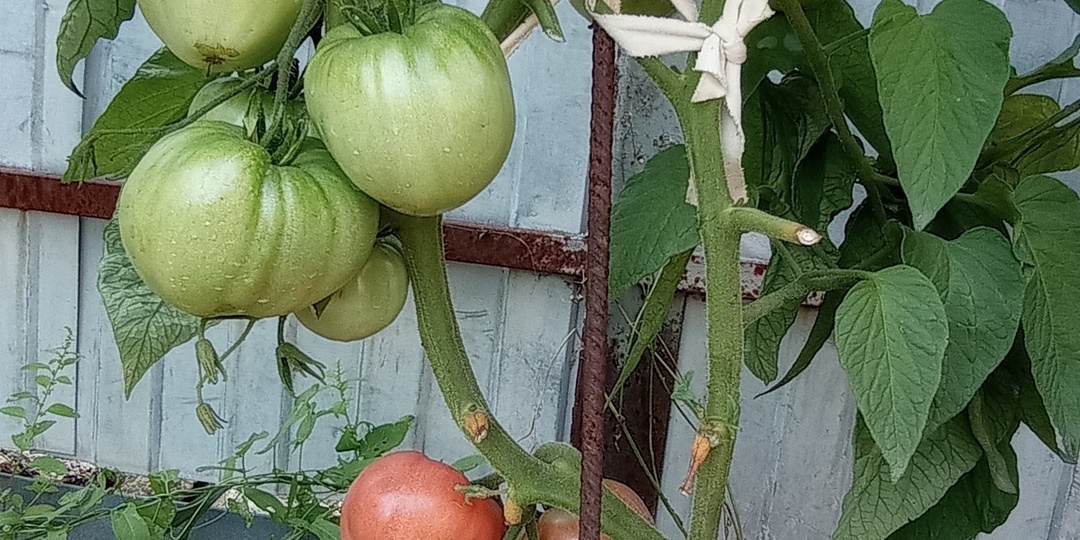 В поисках идеального томата.