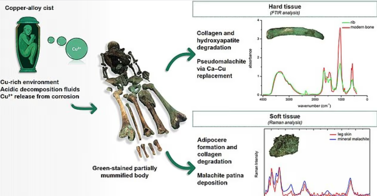 На этом графическом изображении изображен полный набор останков, которые позеленели, за исключением одной ноги. Исследователи проанализировали твердые и мягкие ткани, чтобы определить причину яркого цвета