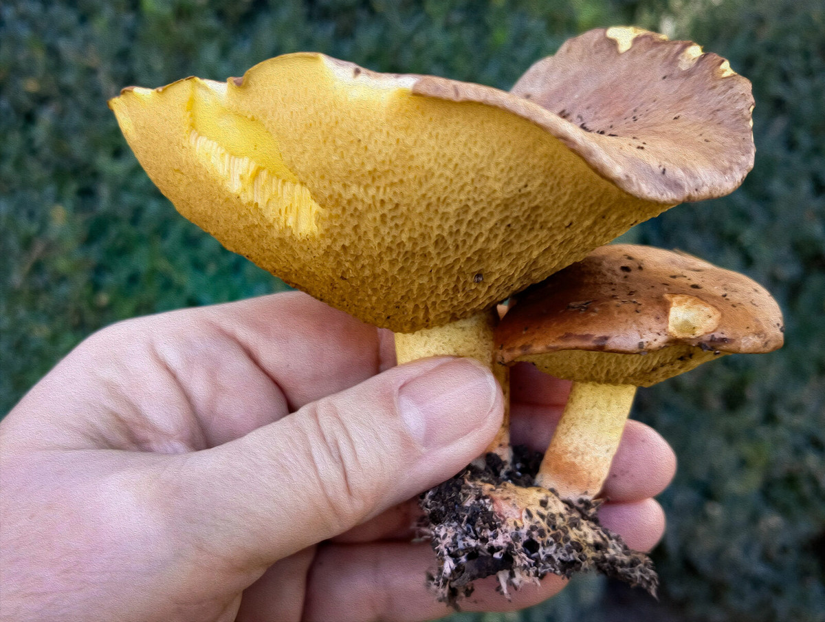 Убирая хвою под веймутовой сосной, случайно зацепили эти маслята. Пойдут в супчик!