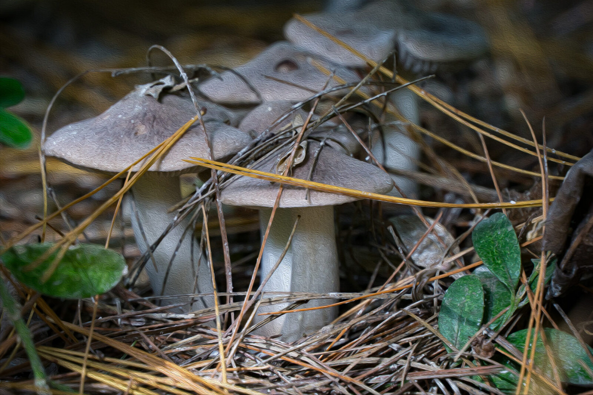 Эти "мышата" оккупировали весь наш сад!