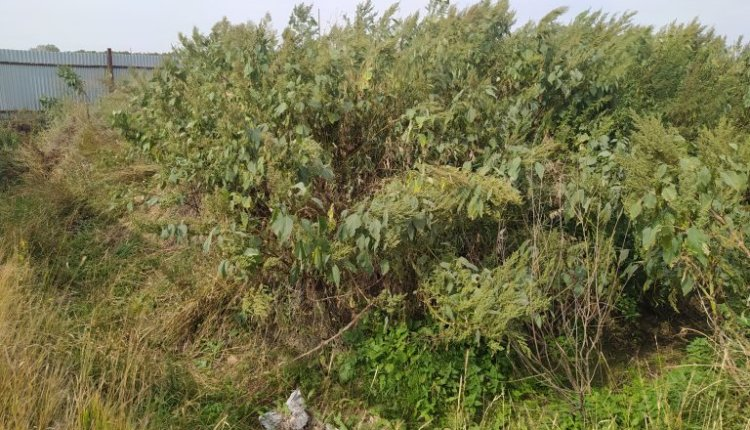 Источник новости: https://nia.eco/2025/10/31/109378/