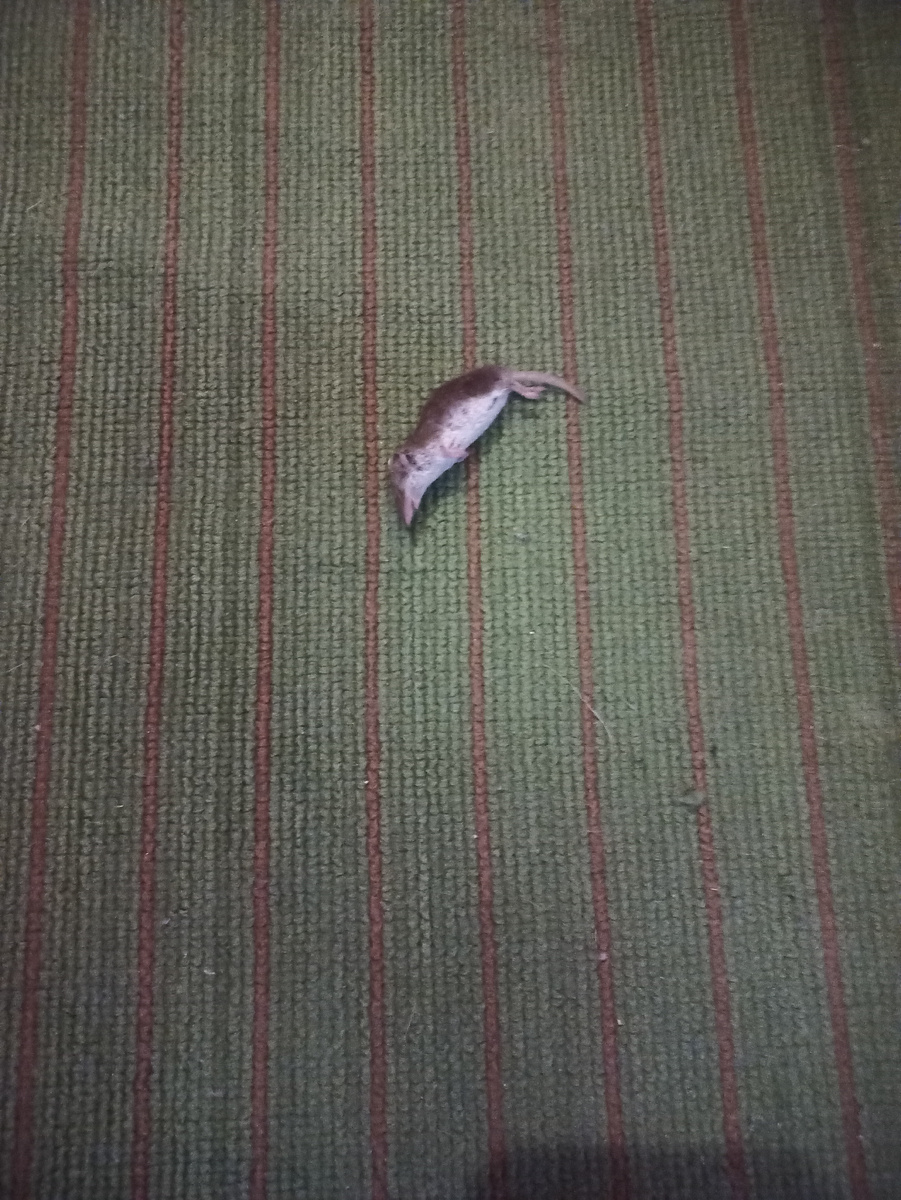 Фен-шуй по кошачьи))