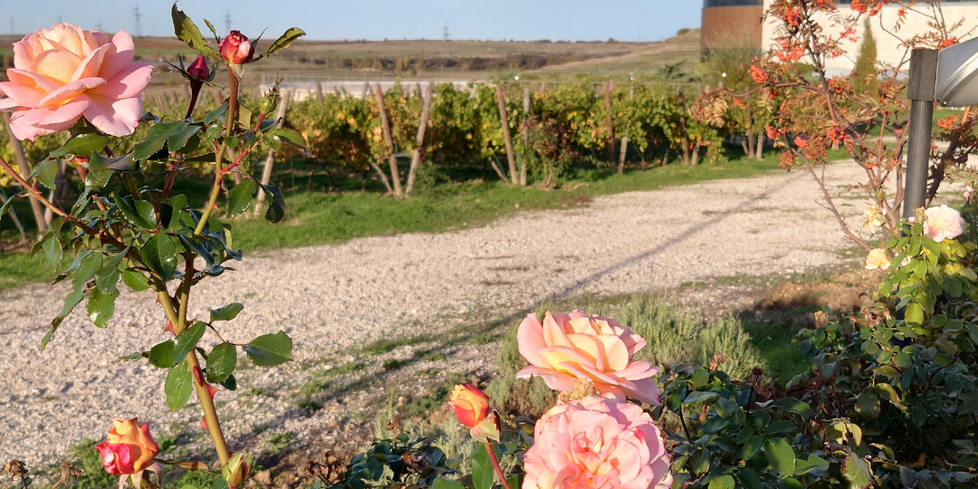 Осенний Крым☀️: 5 причин для путешествия из пасмурной Москвы на солнечную винодельню.