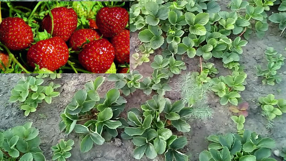 Вот в таком виде у меня земляника перед зимой