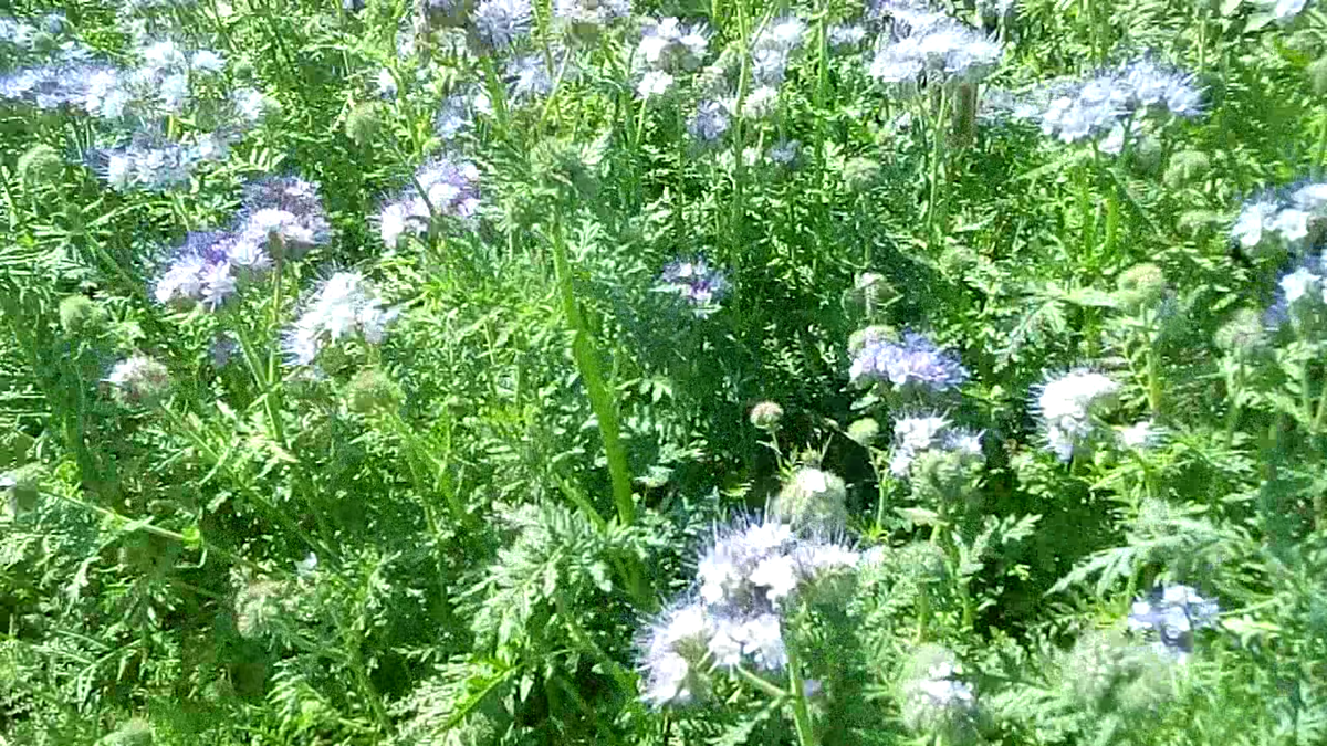 Фацелия - мой любимый сидерат. Очень много красивой зелени.