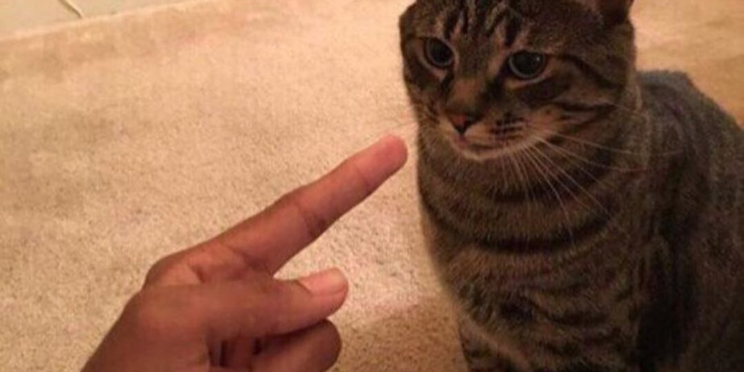 🐱Как недопустимо обращаться с кошкой. Какие могут быть последствия неправильного ухода и воспитания