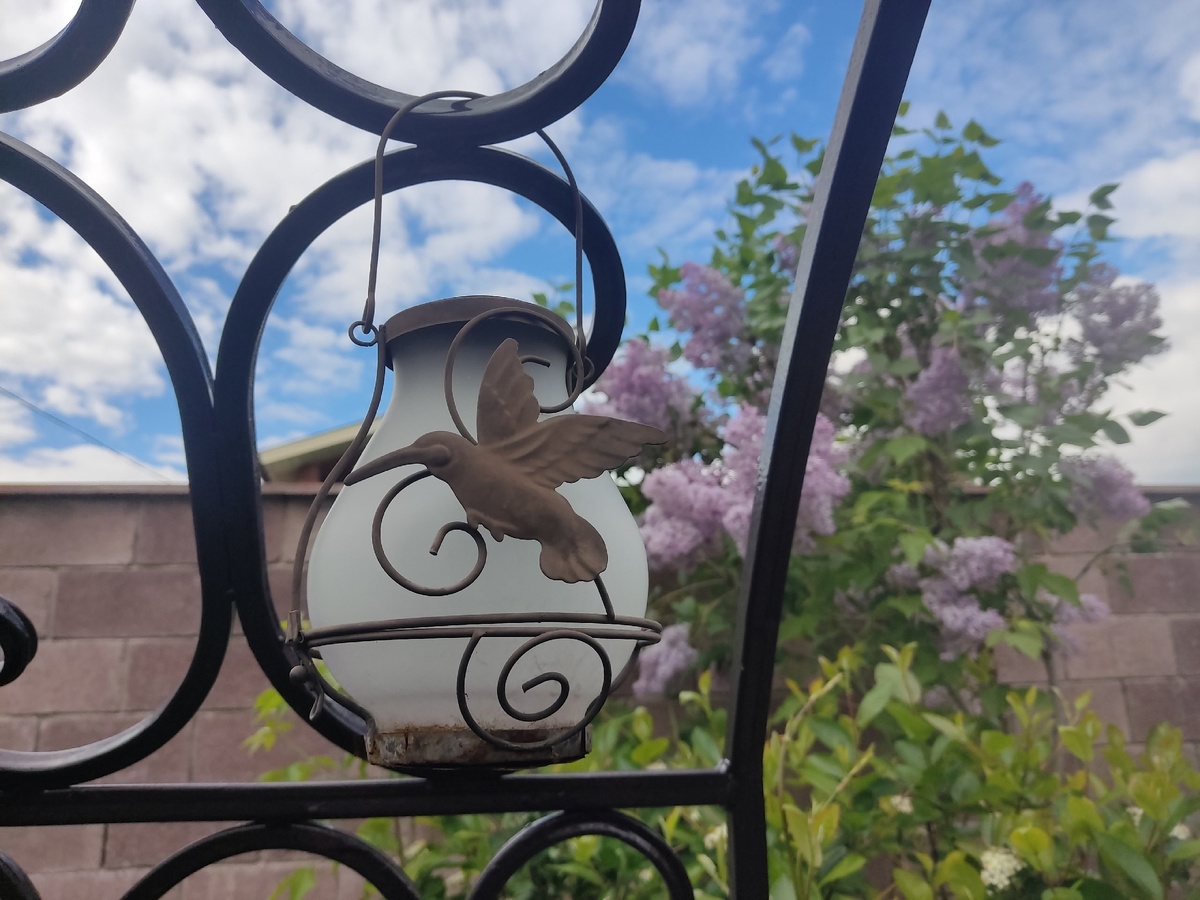 Сиреневое деревце уже выше забора