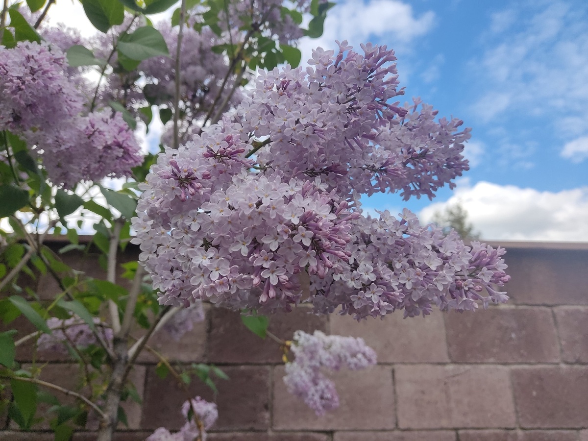 Сирень на фоне забора