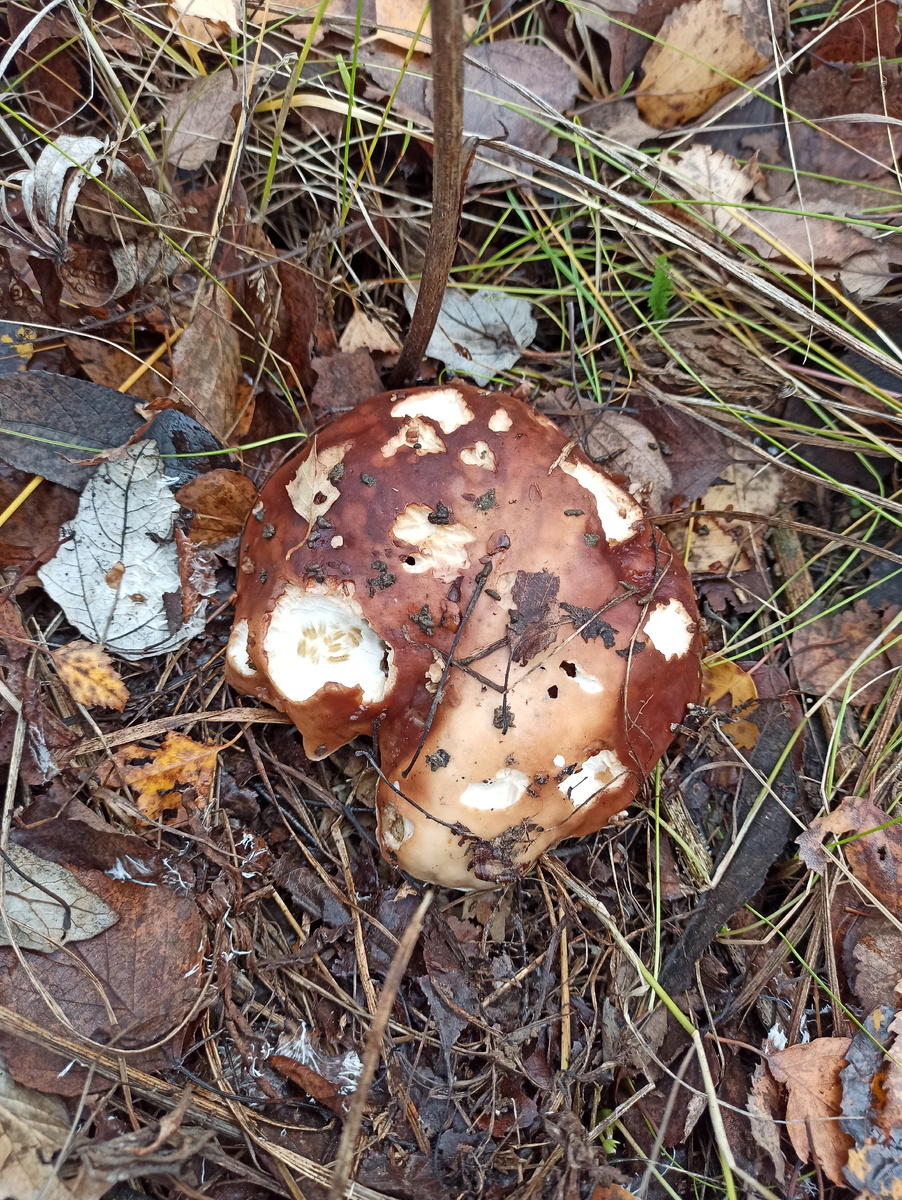 Белый. 2.11.25.