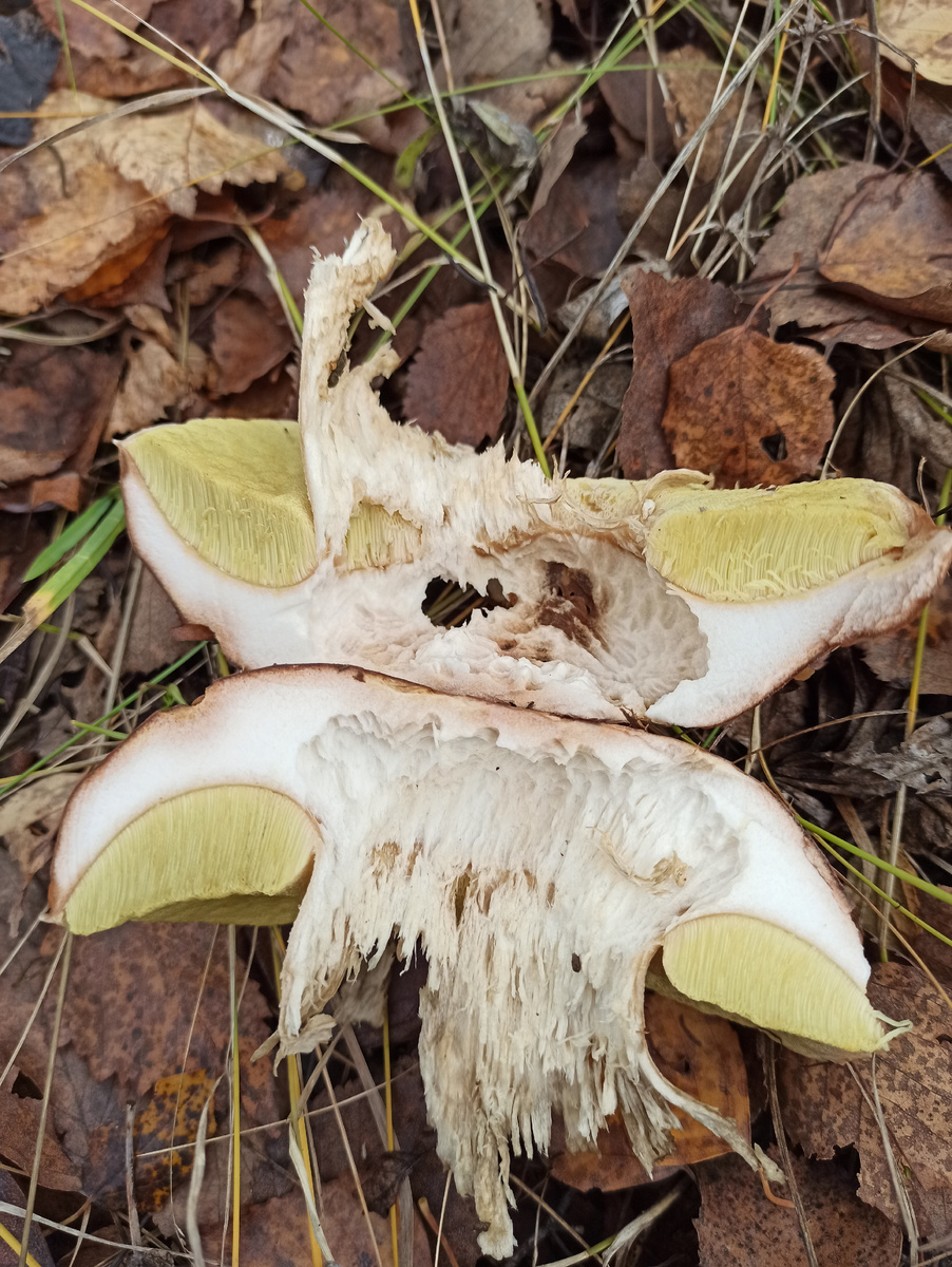 Белый. Ножку съела мышь🐭🐀