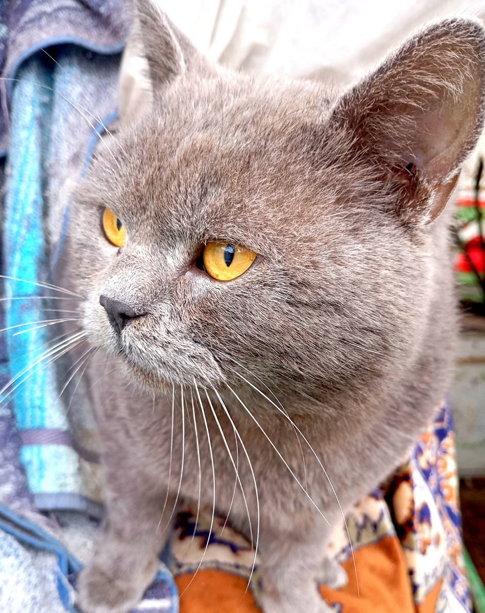 Дымок, приходящий котик