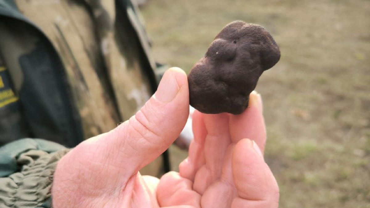    Фото: Максим Калядин / Telegram