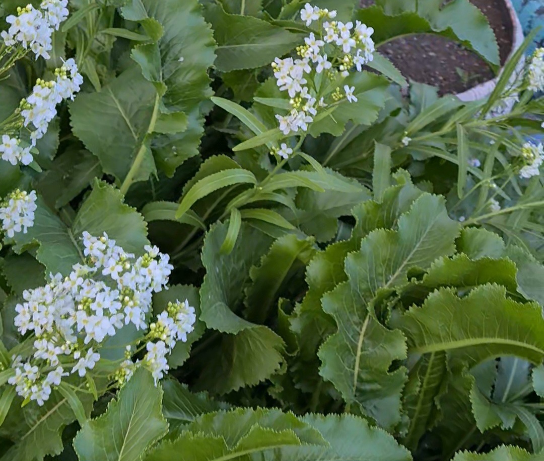 Начало цветения. Фото из личного архива.