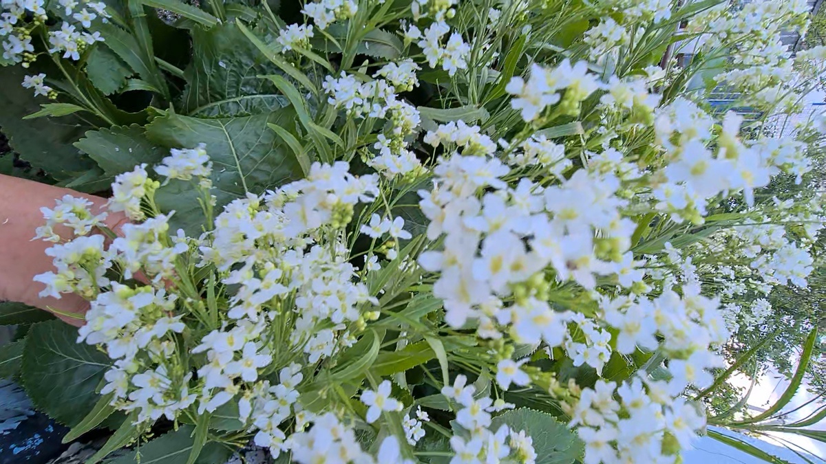 Цветет он не хуже гортензии. ФОто из личного архива.