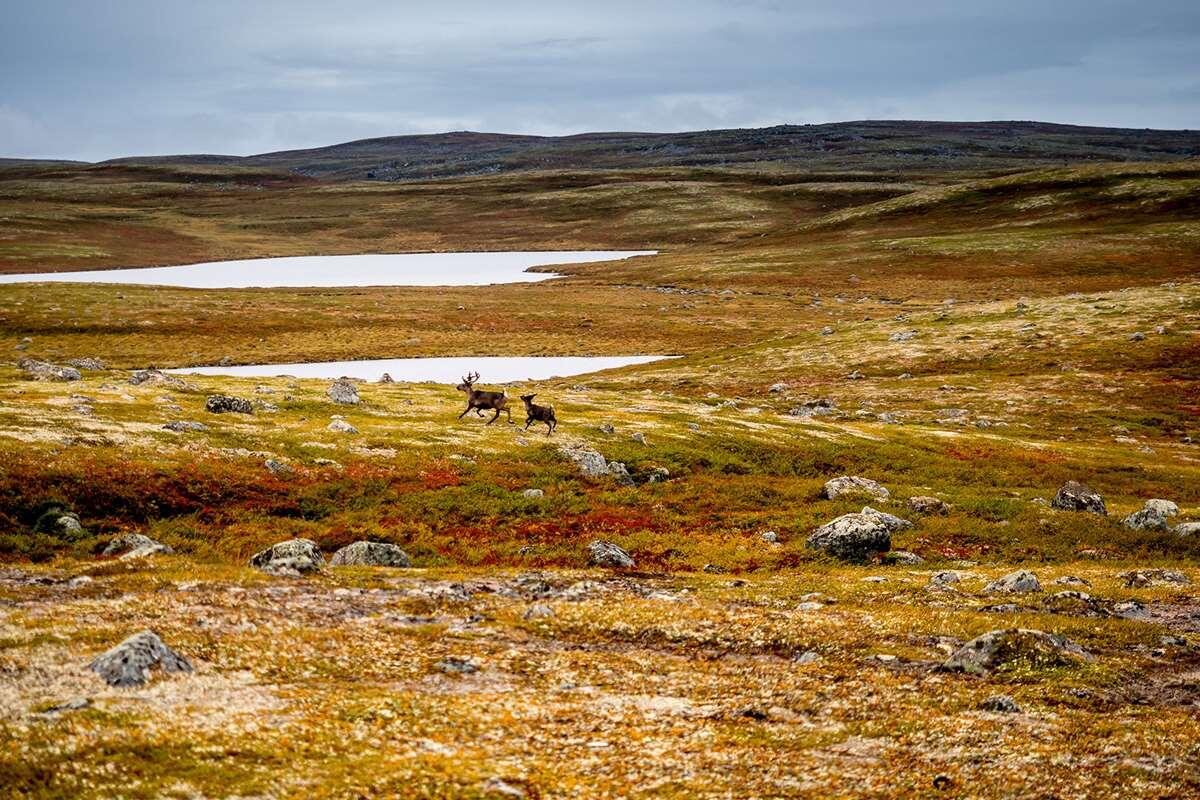 Окрестные тундры.