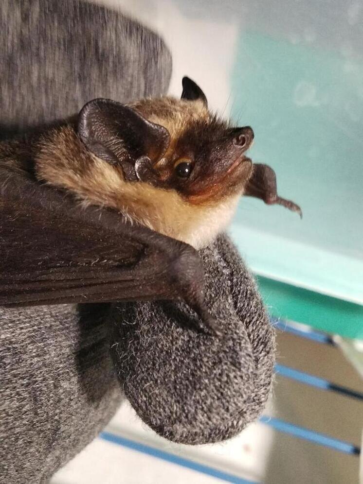     фото: телеграм-канал "Тула с огоньком"