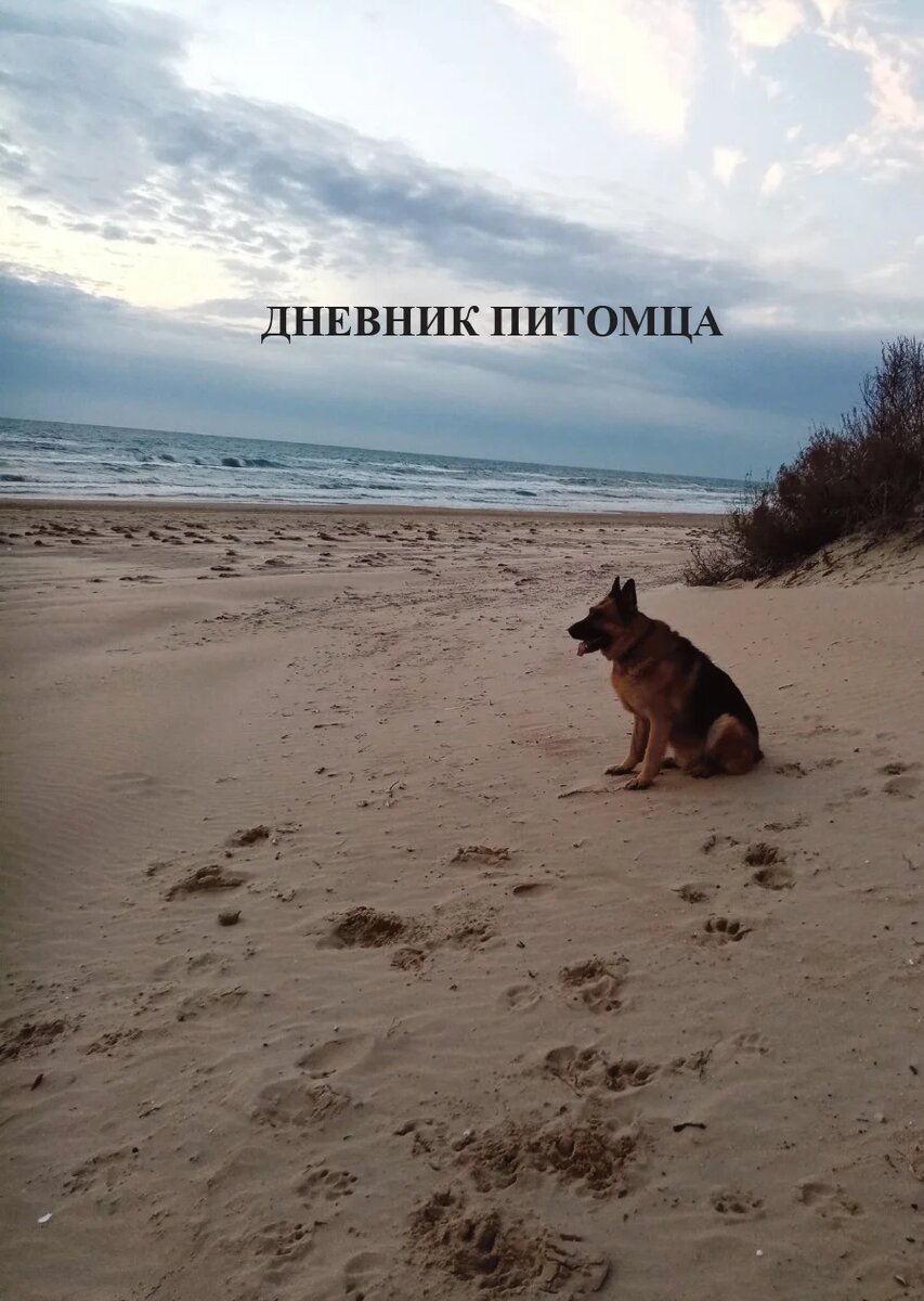 Дневник питомца