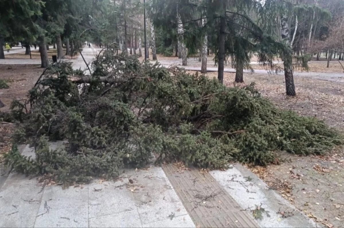    Бастрыкин заинтересовался падением дерева на пенсионеров в Новосибирске