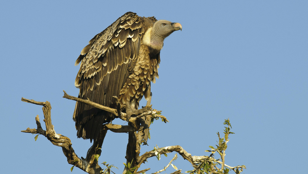     Фото: East News С размахом крыльев до 2,5 м африканский сип идеально приспособлен для длительного парящего полета
