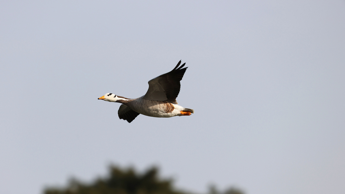     Фото: YANN CROCHET/BSIP/East News Путешествия горных гусей через горы требуют огромной выносливости и физиологических адаптаций