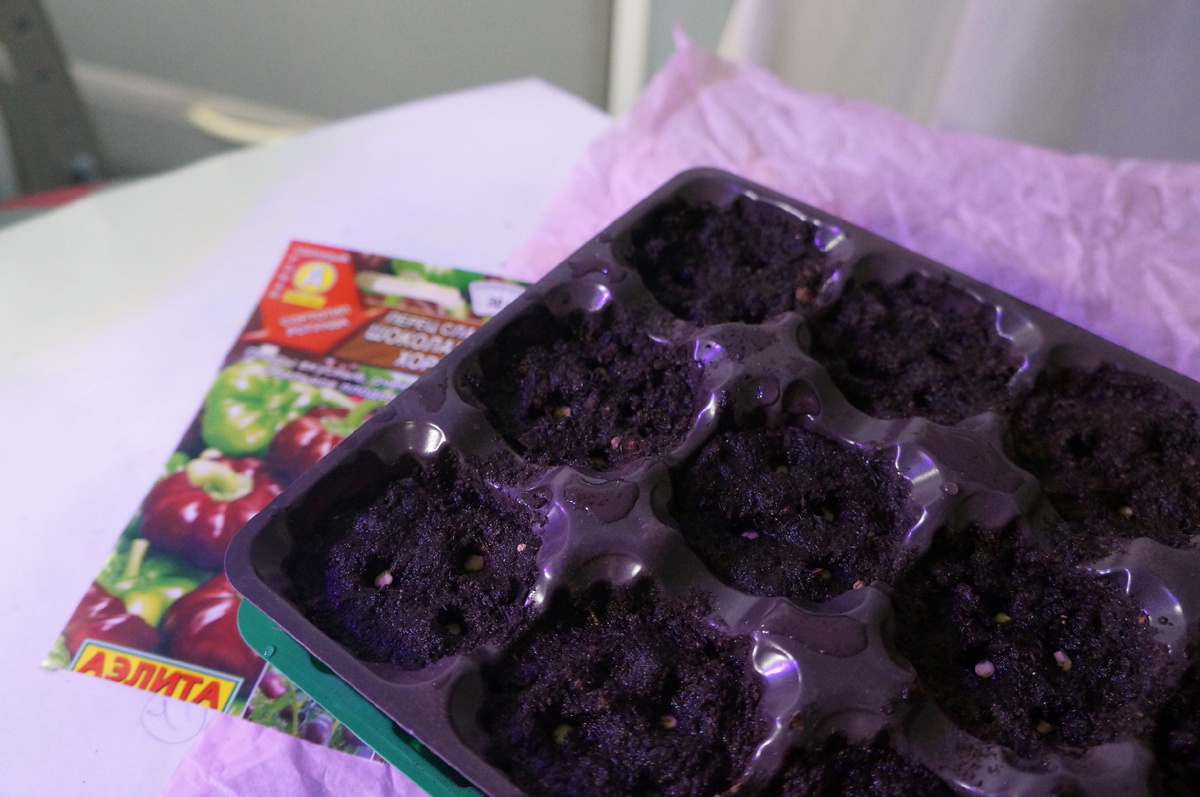 Вот такой набор я купила тогда в Фикспрайс. Фото: Зеленая леди, сад, семья и томатный сок