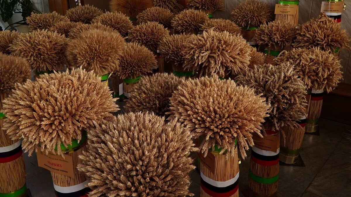    Фото: телеканал «Краснодар»