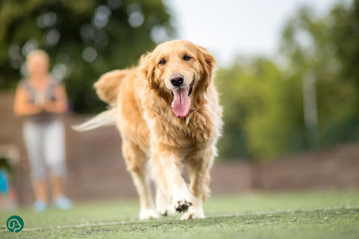 Собака игнорирует кличку 