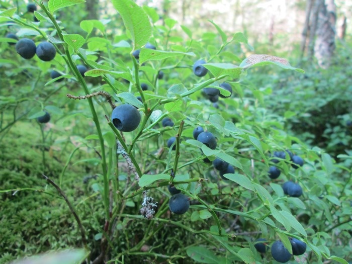 Обыкновенная черника – что в ней интересного?