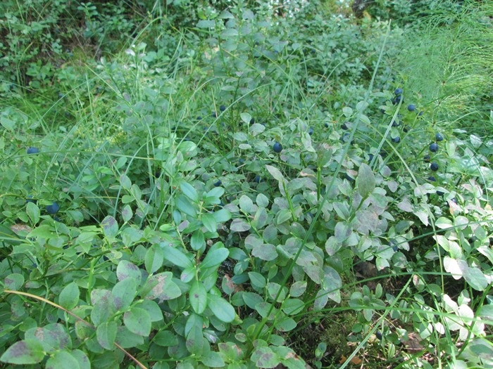 Черничник летом (фото из архива автора)