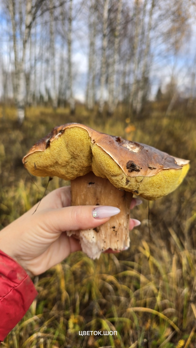Фото Юлии Ламбоцкой