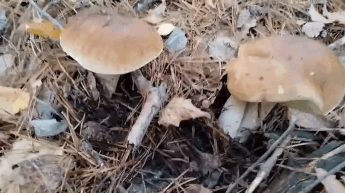 Гиф из видео Татьяны Руденко