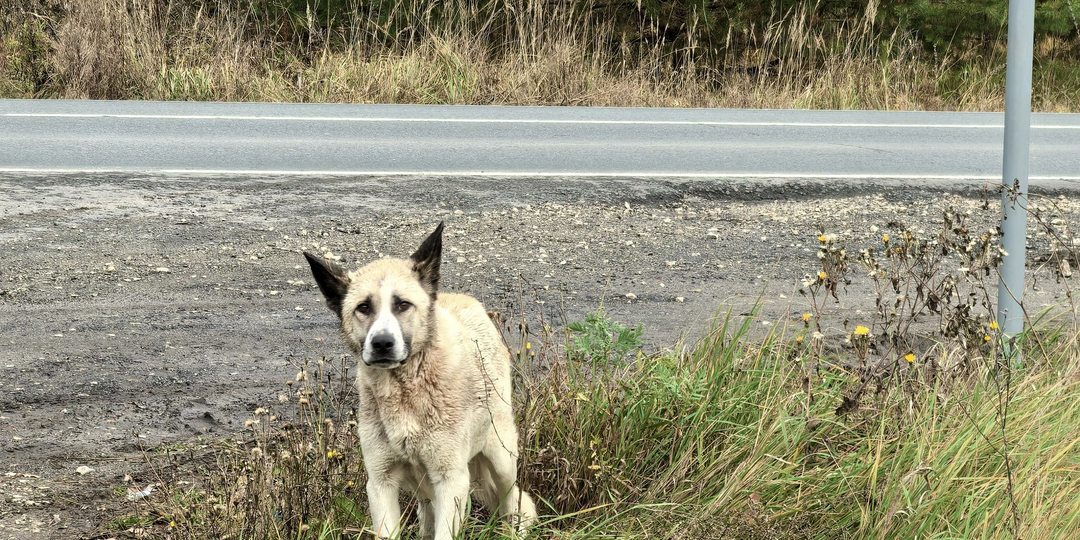 Сбор на еду для собаки, брошенной на трассе😢