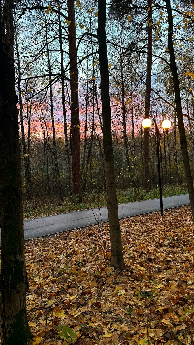 Когда листья опадают, то лес становится совсем прозрачным и немного мрачным, но с первым снегом он будто переодевается и из угрюмо-серого превращается в сказочно-пушисто-белый. Волшебство, которому не перестаю удивляться.