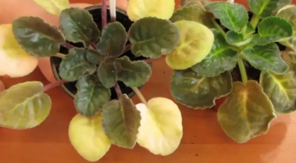 Подрезал домашнюю фиалку в ноябре за 15 минут. Зацвела через 7 недель