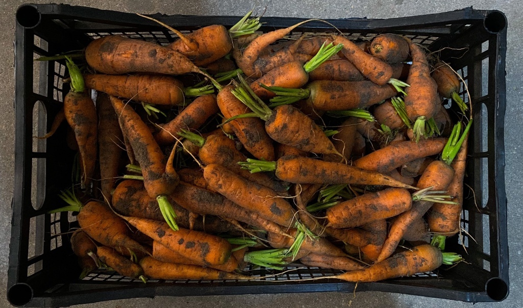 Хроники фазенды: октябрь