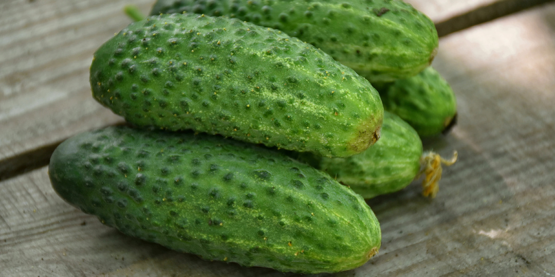 "Огурцы не заканчиваются": посадила сорт, который мне посоветовали подписчики. Делюсь