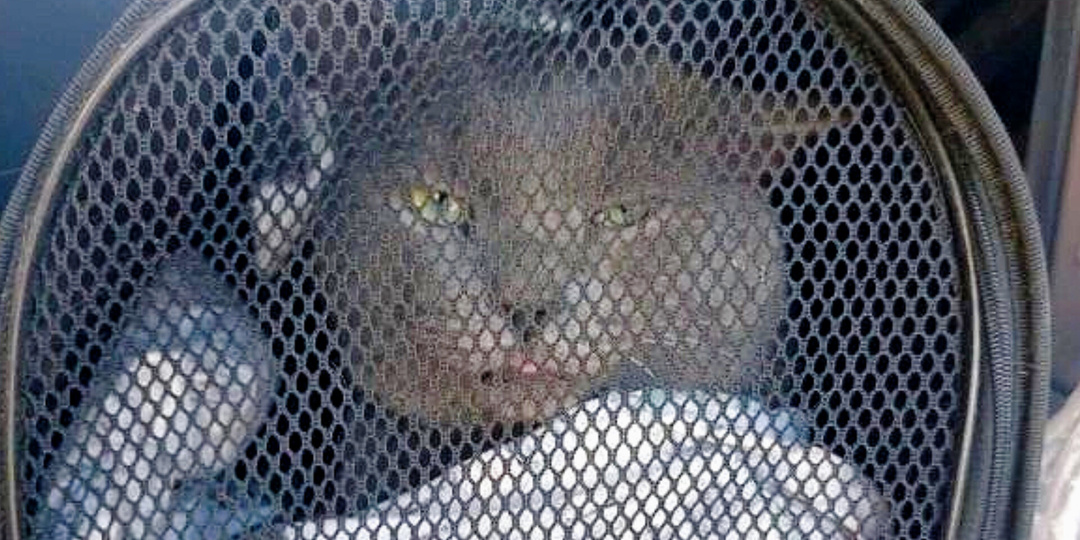 Нестандартный пассажир: кота бросили на произвол, а он оказался на маршруте "родной дом"