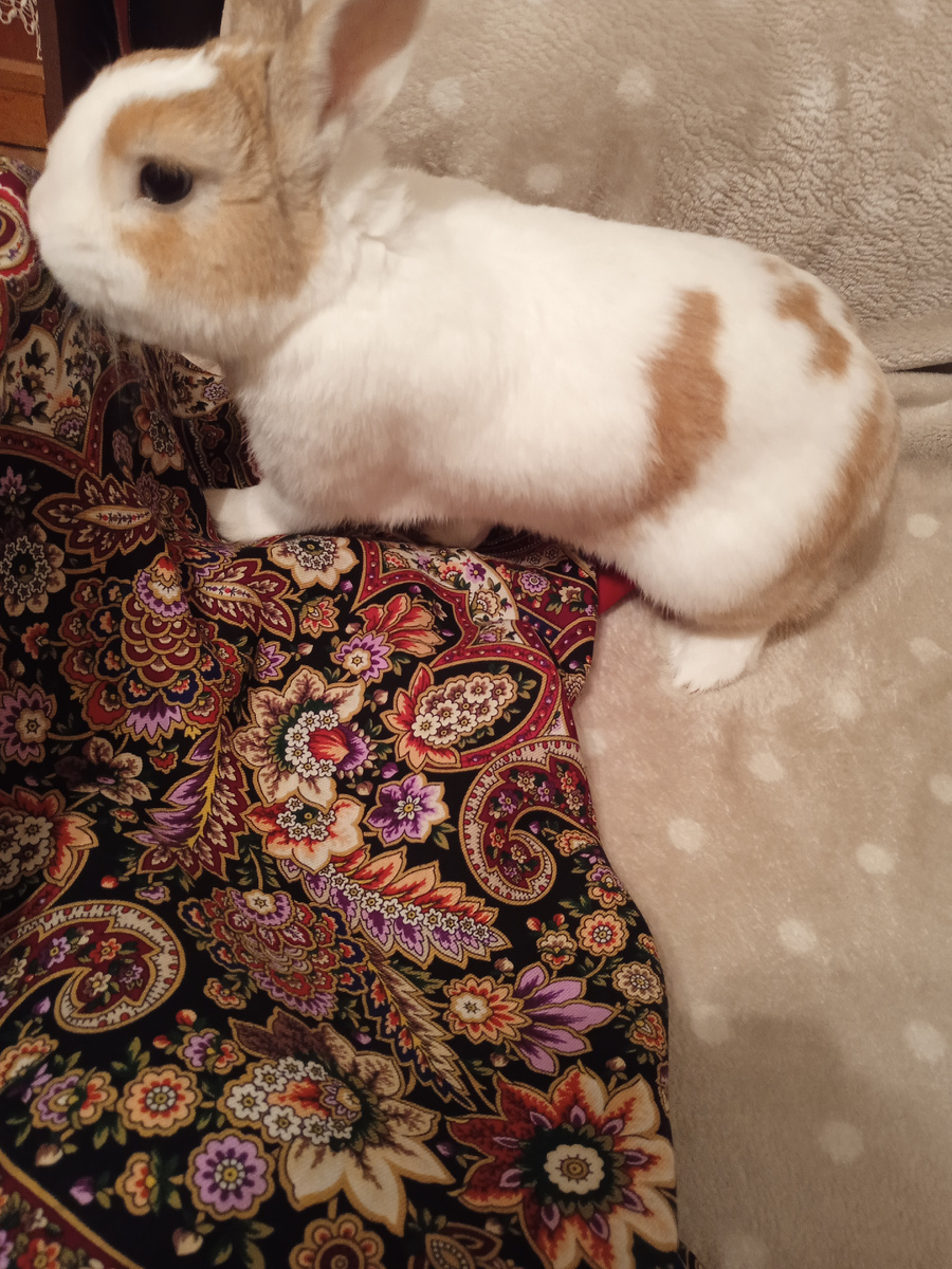 Павловопосадская шаль и голландский декоративный кролик. Хорошее сочетание