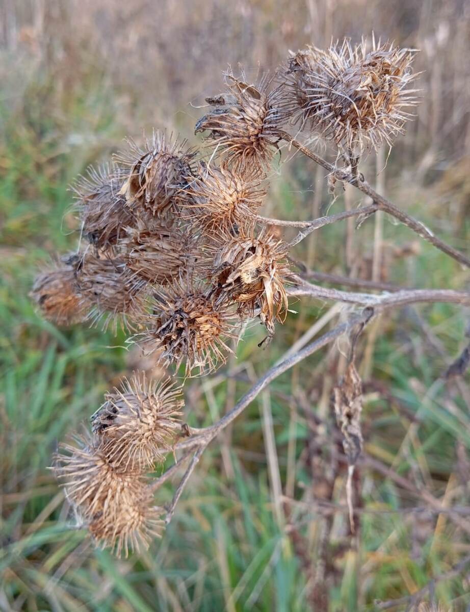 Репейник. 
