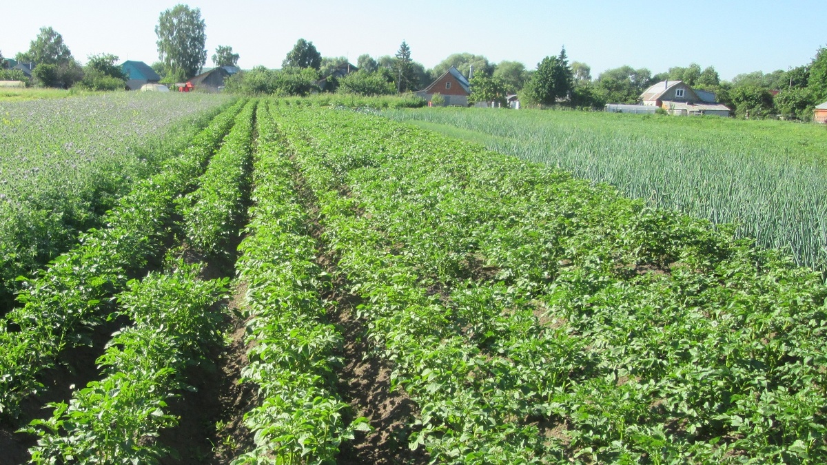 Картофель на приусадебном участке