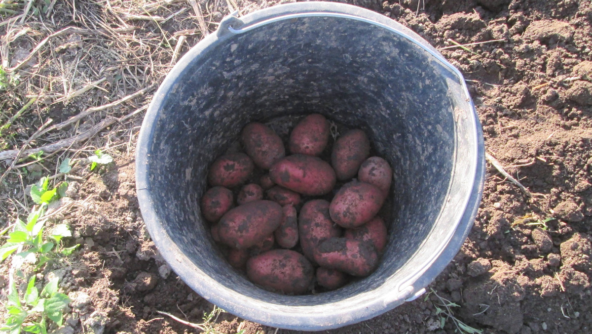 Картофель на семена