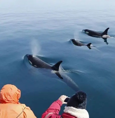 Туристы были потрясены размерами этих животных.