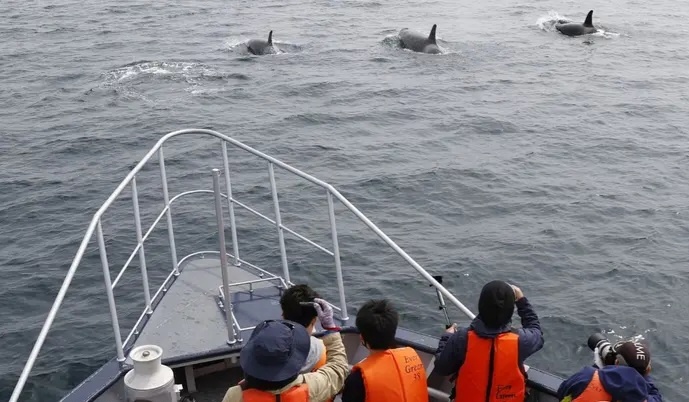 Норвежская туристка Элиза Вуршмидт рассказала, как косатки протаранили её яхту у берегов Португалии.