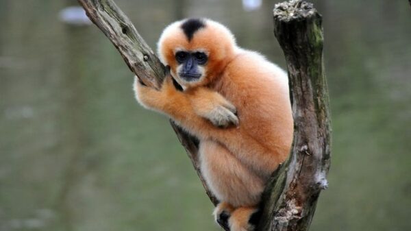 Хайнаньский гиббон. Фото: Яндекс картинки