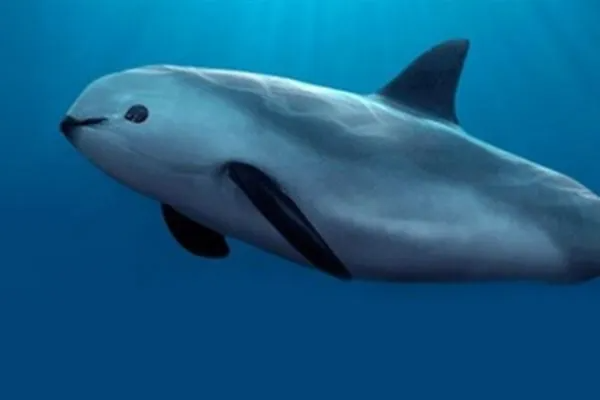 Вакита. Фото: Яндекс картинки